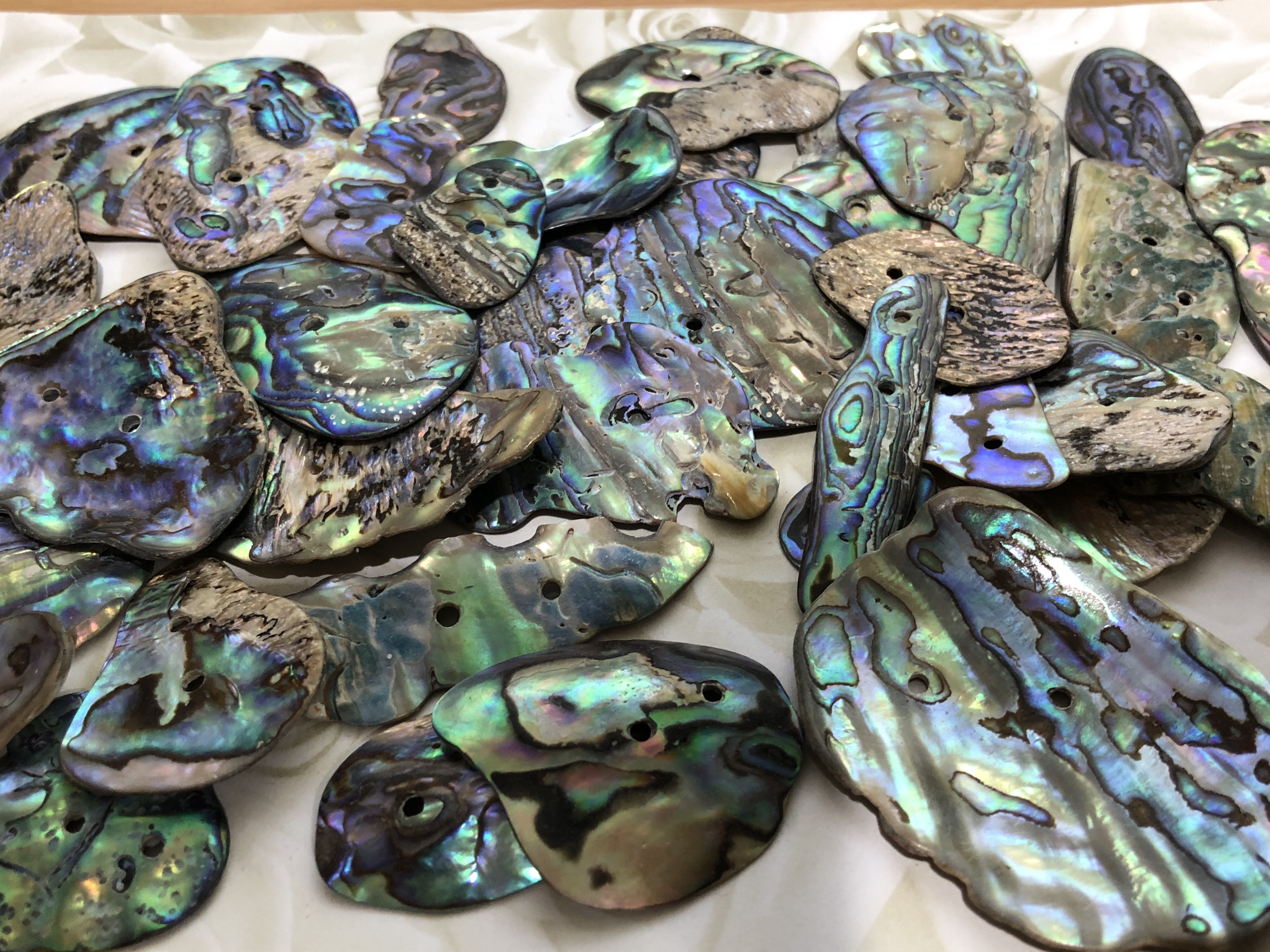 New Zealand Paua Drilled Assorted Pieces