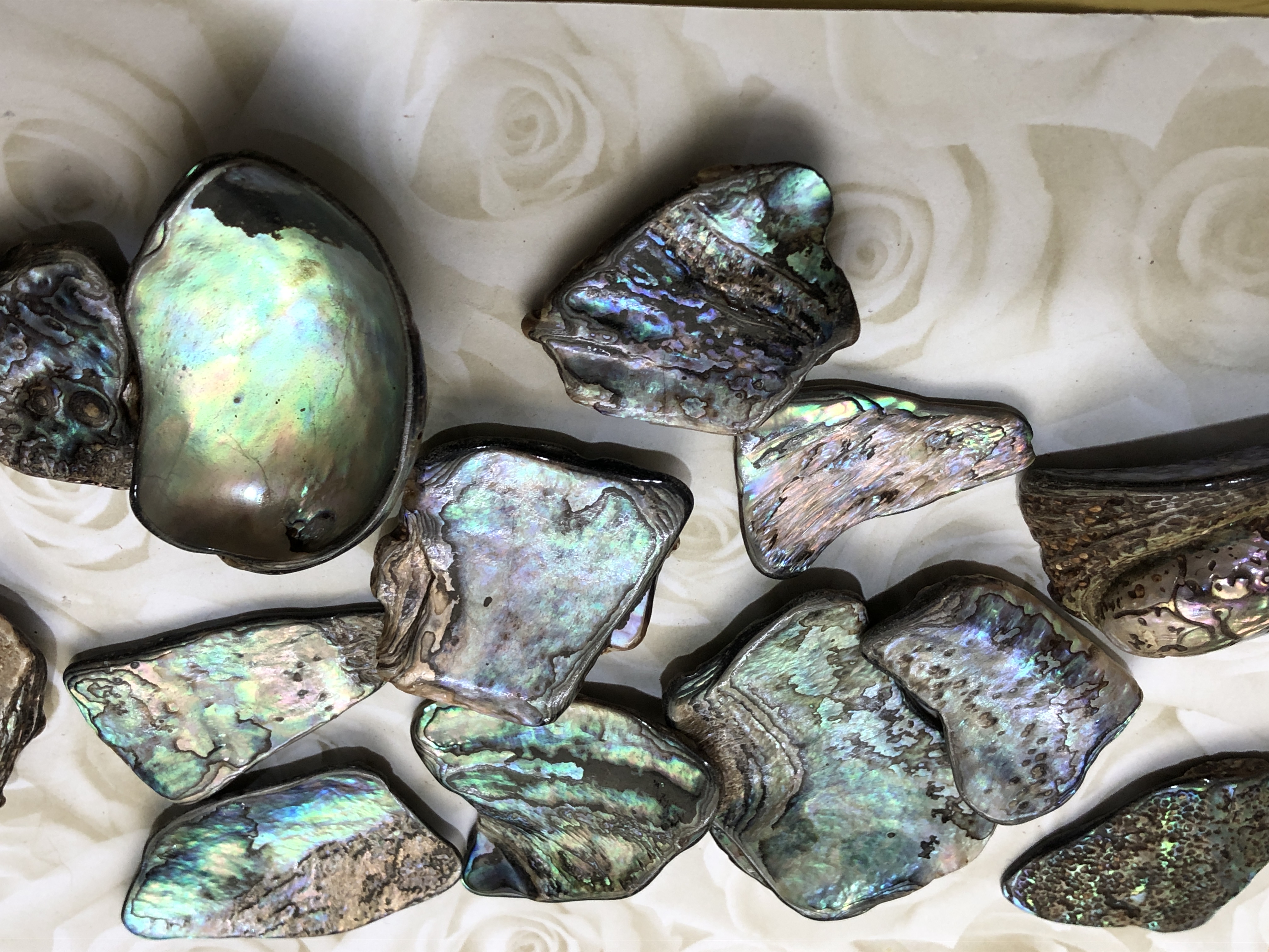 New Zealand Polished Large Pieces